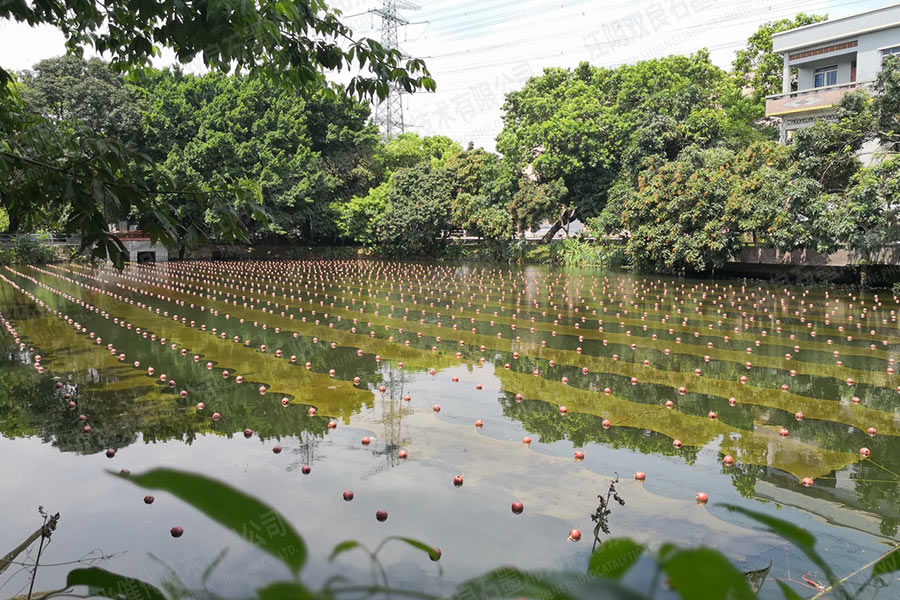 未截污坑塘池塘消除黑臭-广东省东莞市滘联社区刘屋景观塘