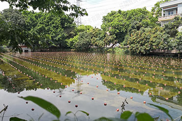 未截污坑塘池塘消除黑臭-广东省东莞市滘联社区刘屋景观塘